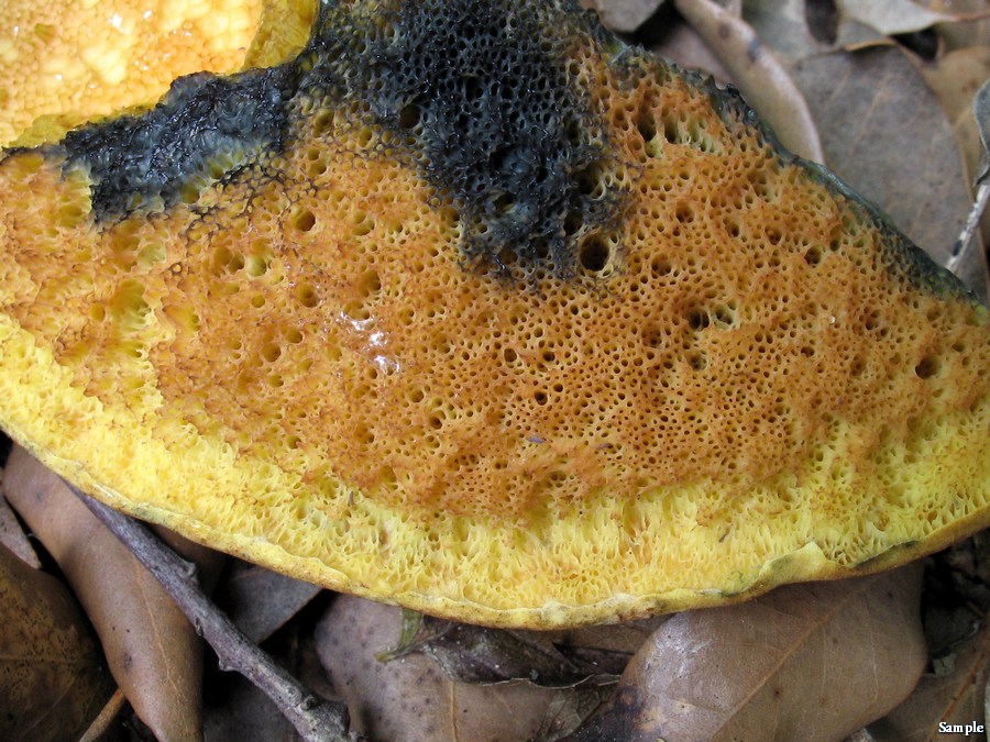 Boletus luridus lucido